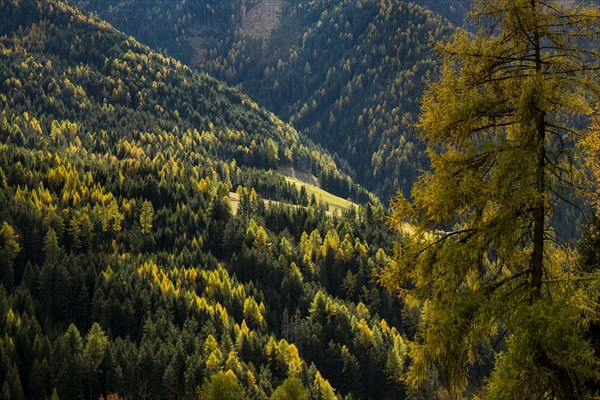 Larch forest (Larix) in autumn