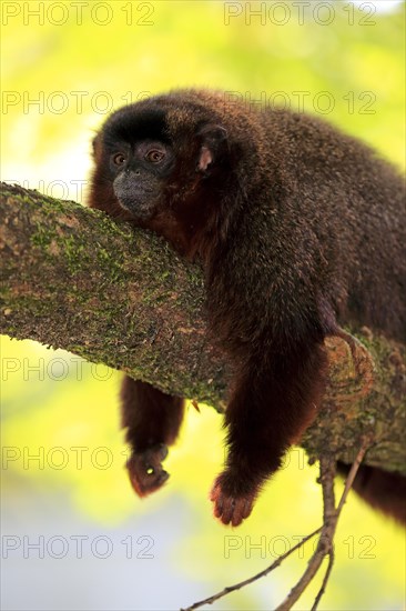 Coppery titi (Plecturocebus cupreus)