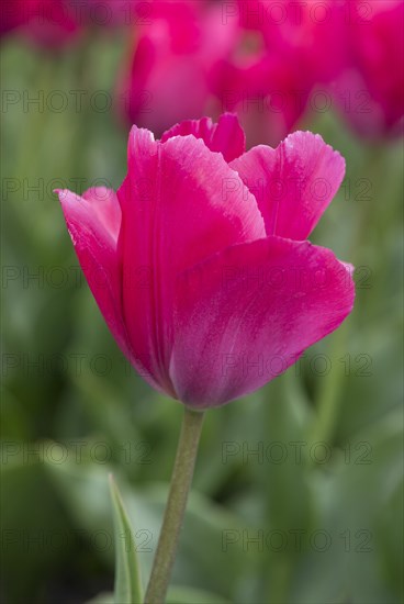 Pink Tulip blossom of Lady van Eijk