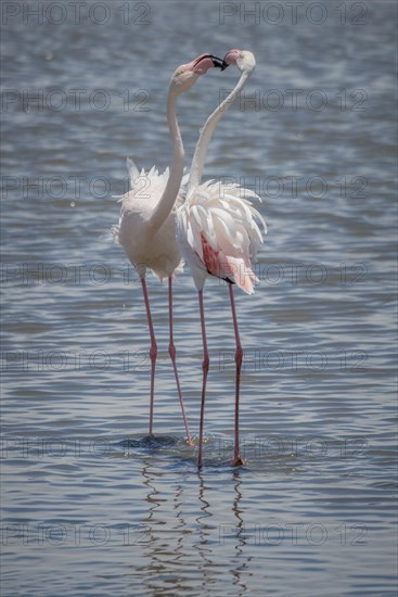 Greater flamingos (Phoenicopterus roseus) standing in shallow water