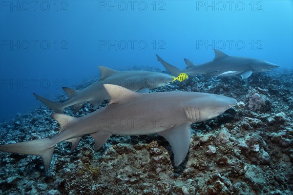 Three Sicklefin lemon shark (Negaprion acutidens) with Golden Trevally (Gnathanodon speciosus)