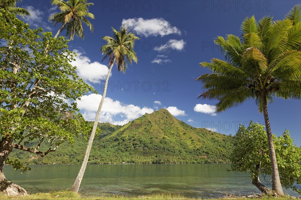 Palm trees at the edge of the shore road