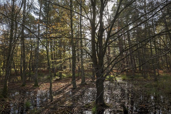 Moorland landscape with autumnal trees in the Osterwald