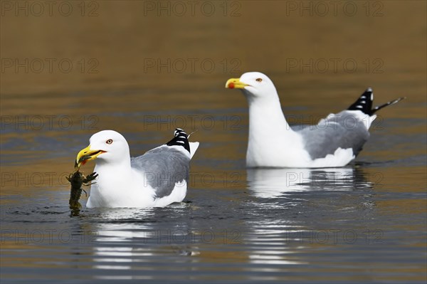 Two Yellow-legged gull (Larus michahellis)