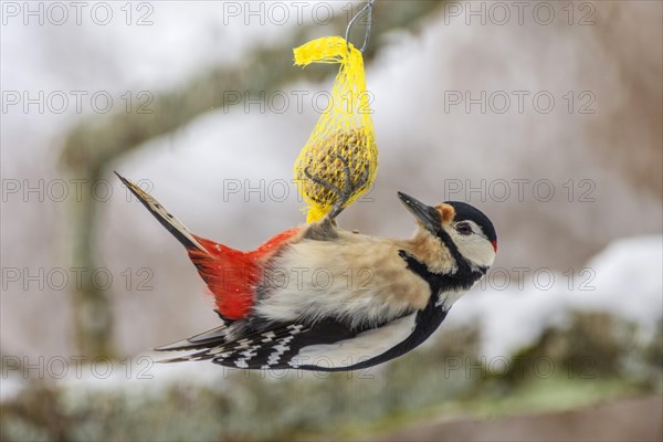 Great spotted woodpecker (Dendrocopos major)