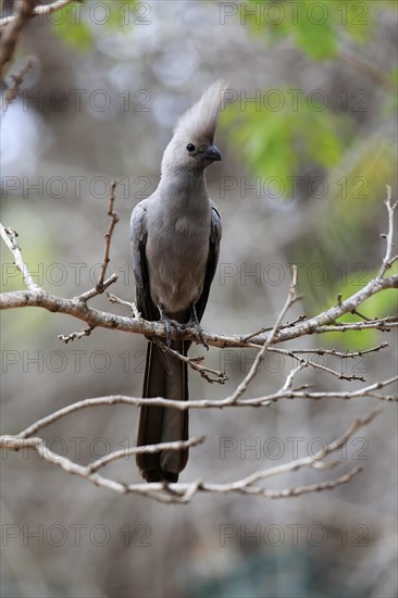 Grey Go-away-bird (Corythaixoides concolor)