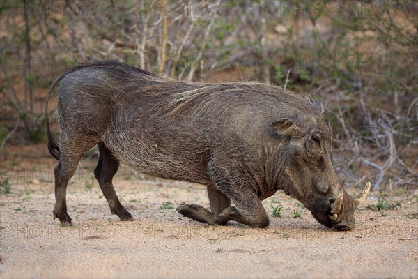 Warthog (Phacochoerus aethiopicus)