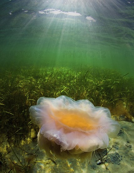 Lion's mane jellyfish (Cyanea capillata)