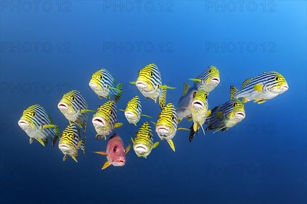 Mixed Swarm Oriental Sweetlips (Plectorhinchus vittatus) and two-spot red snapper (Lutjanus bohar)