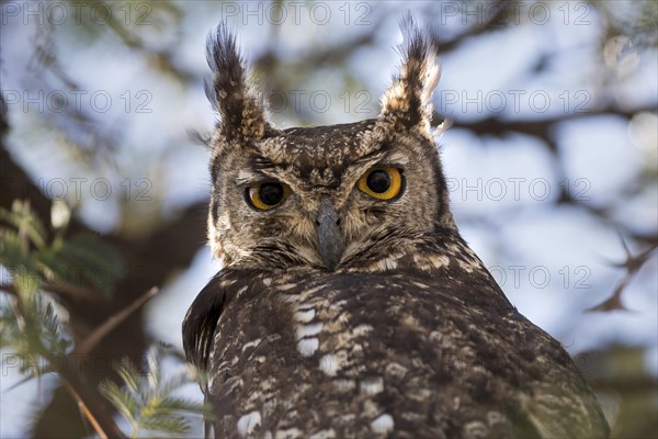 Spotted Eagle-Owl (Bubo africanus)