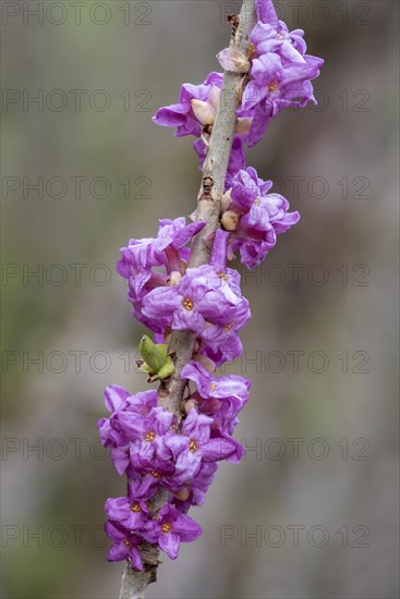 Mezereon (Daphne mezereum)