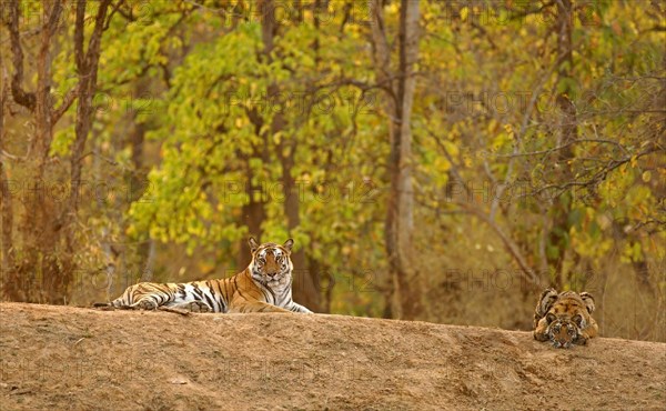 Bengal tiger (Panthera tigris tigris)