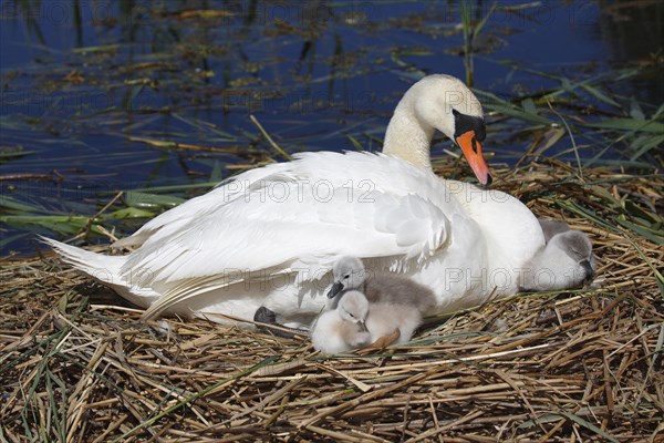 Mute swan (Cygnus olor) with chicks on nest