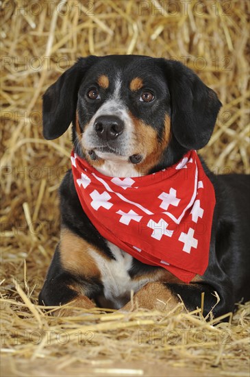 Entlebuch Mountain Dog