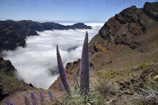 Echium wildpretii (Echium wildpretii) in front of the Caldera de Taburiente