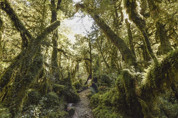 El Bosque Encantado