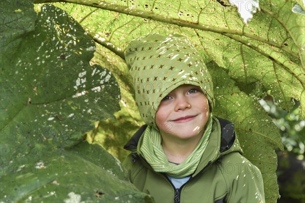 Little boy under Giant rhubarb (Gunnera manicata)