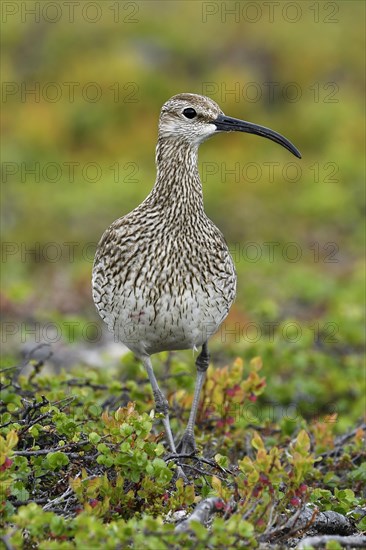 Whimbrel (Numenius phaeopus)