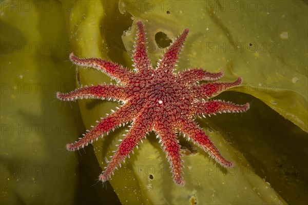 Common Sunstar (Crossaster papposus) on laminaria (Laminaria)