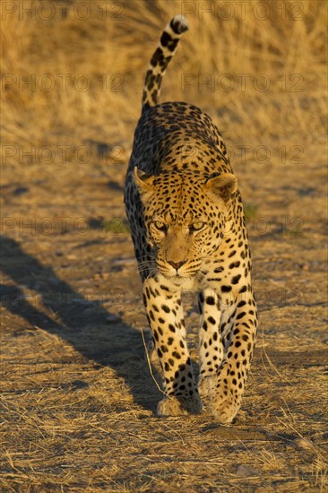Leopard (Panthera pardus)
