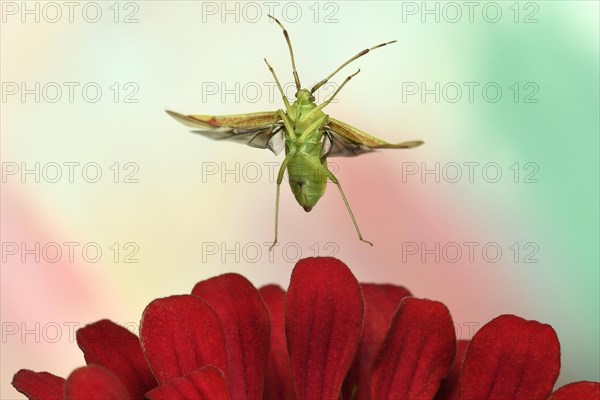 Pantilius tunicatus (Pantilius tunicatus) flies over a zinnia (Zinia elegans)