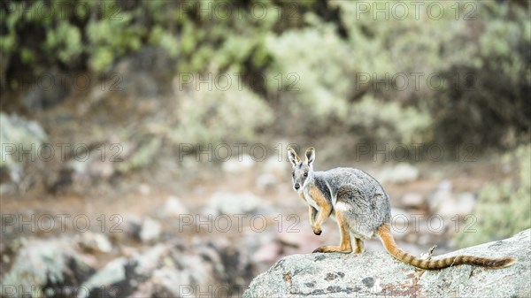 Yellow-footed rock-wallaby (Petrogale xanthopus)