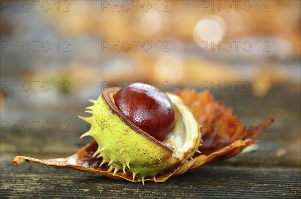 Burst chestnut (Castanea) with shell