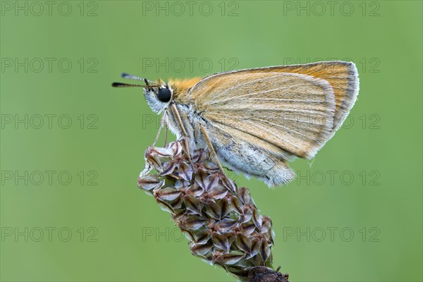 Essex skipper (Thymelicus lineola) on blossom