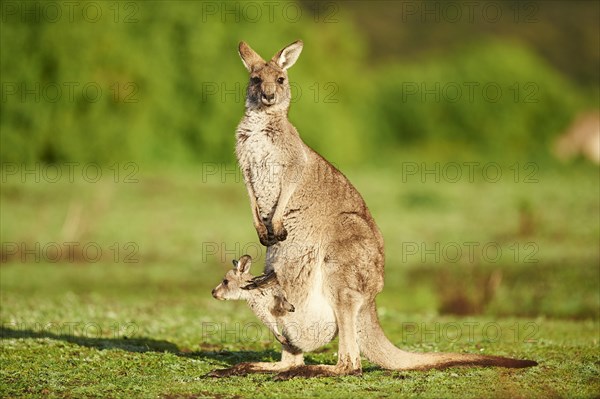 Eastern Gray Kangaroo (Macropus giganteus)