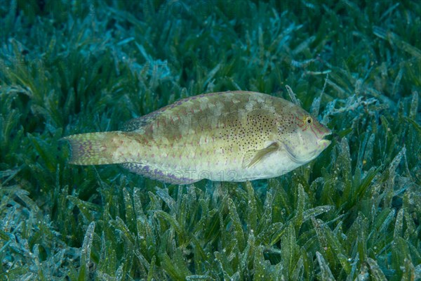 Viridescent Parrotfish (Calotomus viridescens) swim over sea grass