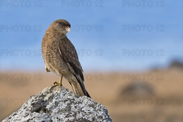 Chimango caracara (Phalcoboenus chimango) sits on rock