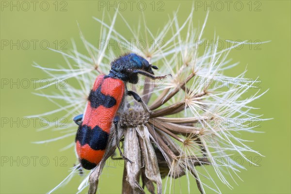 Bee beetle (Trichodes apiarius)