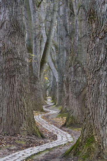 Alley on the Wohrdinsel with a curved footpath made of cobblestones