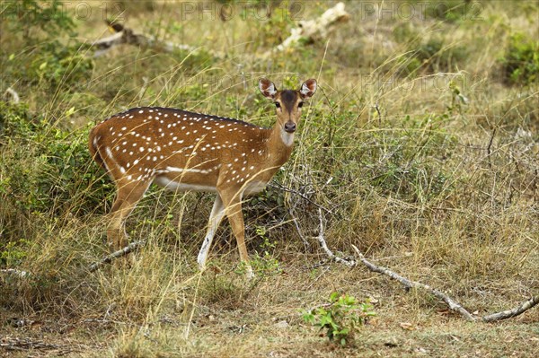 Chital (Axis axis)