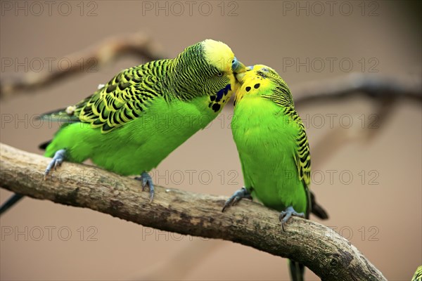 Budgies (Melopsittacus undulatus)