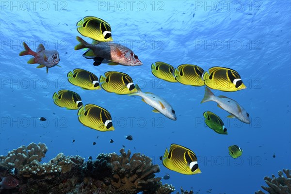 Swarm Raccoon butterflyfish (Chaetodon lunula)