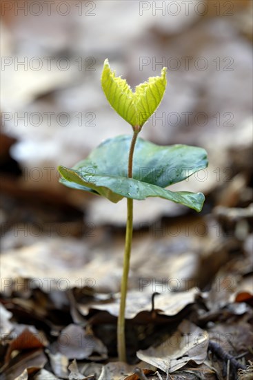 Common beech (Fagus sylvatica)