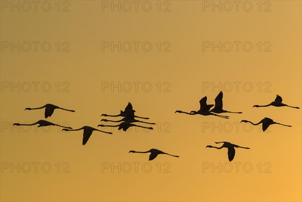 Greater Flamingos (Phoenicopterus roseus)