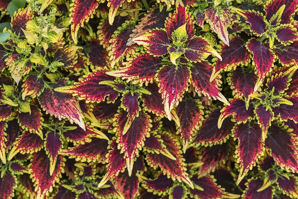 Coleus nettles (Solenostemon scutellarioides)