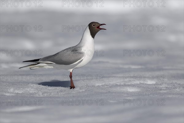 Mediterranean gull (Ichthyaetus melanocephalus)