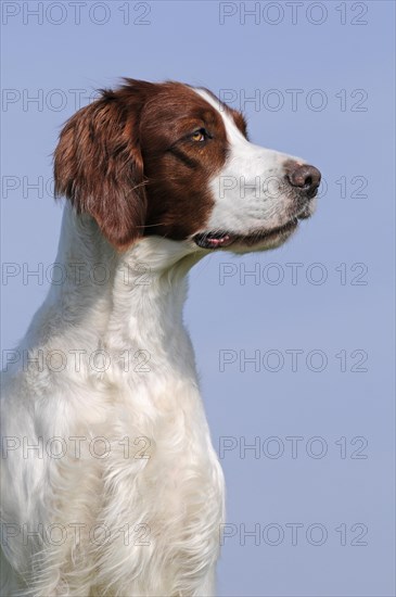 Irish Red and White Setter