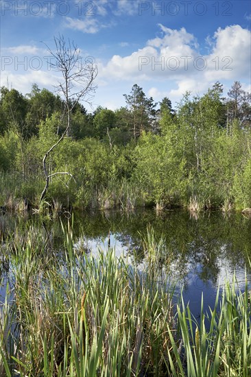 View over the Regenmoor marshland and Neckar origin Schwenninger Moos
