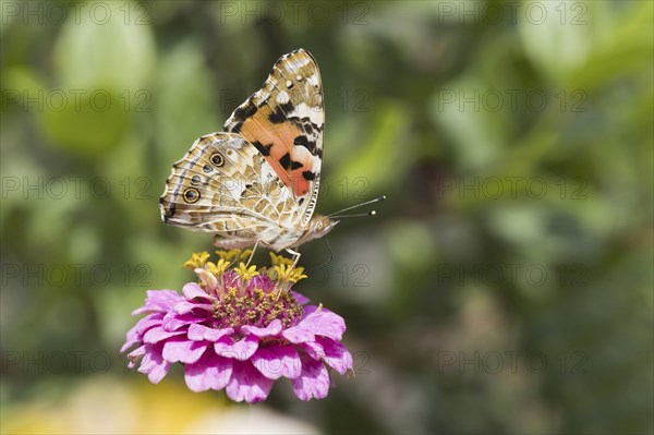 Painted lady (Vanessa cardui) on Zinnia (Zinnia elegans)