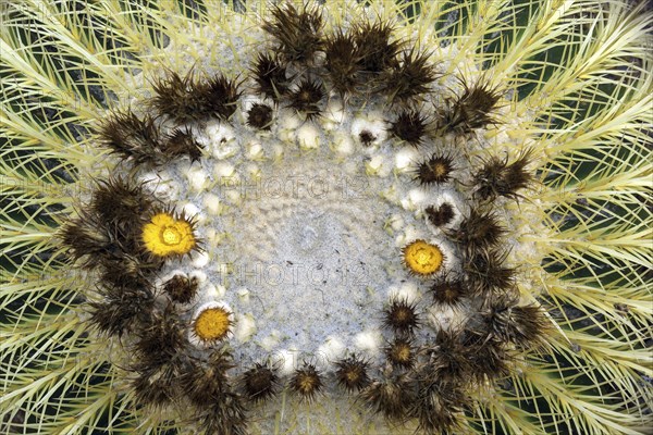 Golden barrel cactus (Echinocactus grusonii) with yellow flowers from above