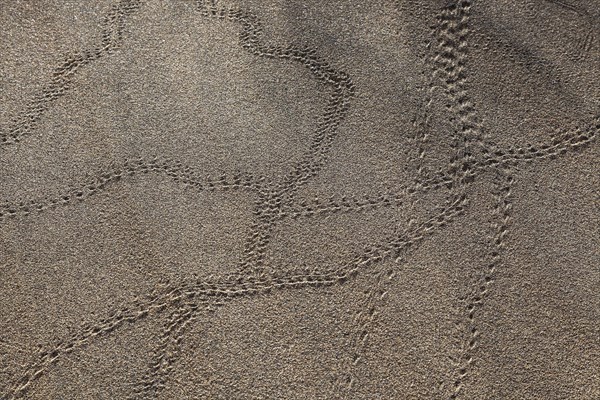 Animal tracks