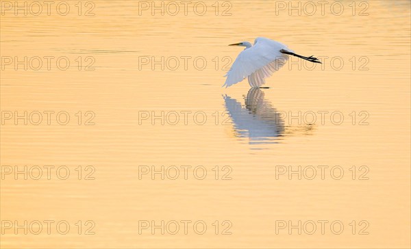 Great egret (Casmerodius albus)