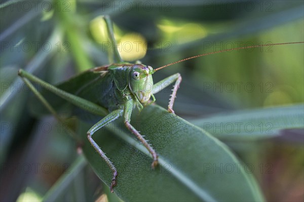 Grasshopper