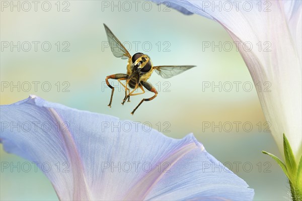 Large marsh hover fly (Helophilus trivittatus)