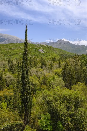 Forest with cypress trees on the coast between Dhermi and Himara