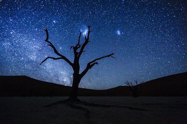 Dead tree in front of starry sky with Milky Way